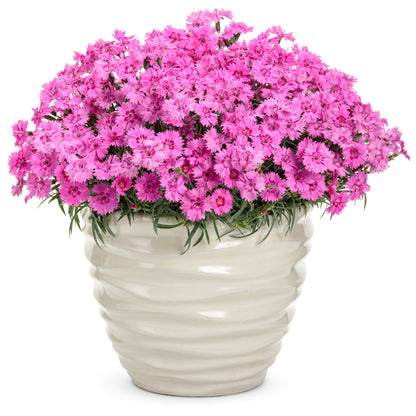'Paint the Town Fancy' Pinks (Dianthus hybrid)