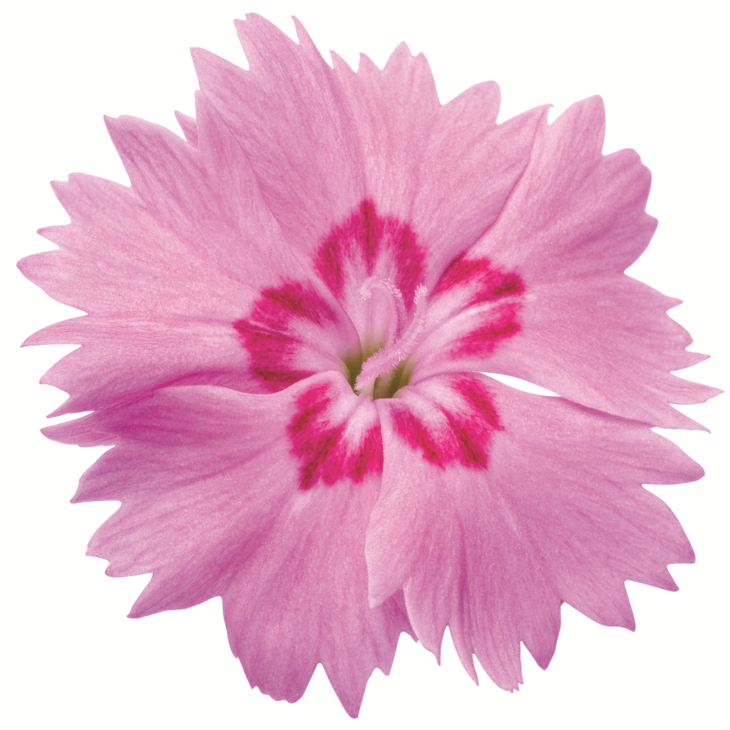'Paint the Town Fancy' Pinks (Dianthus hybrid)