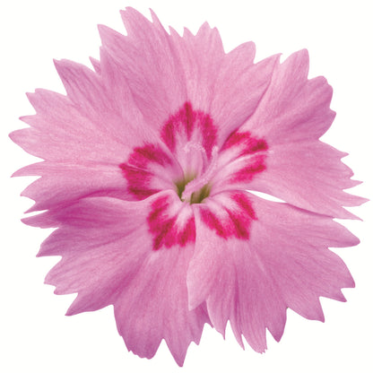 'Paint the Town Fancy' Pinks (Dianthus hybrid)