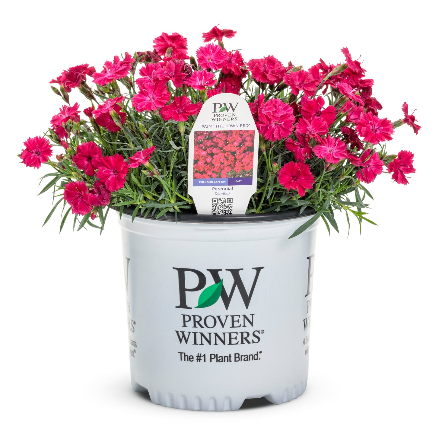'Paint the Town Red' Pinks (Dianthus hybrid)