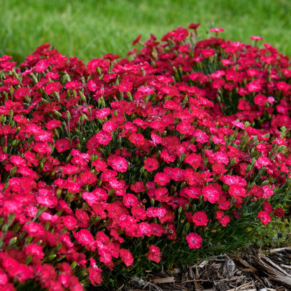 'Paint the Town Red' Pinks (Dianthus hybrid)