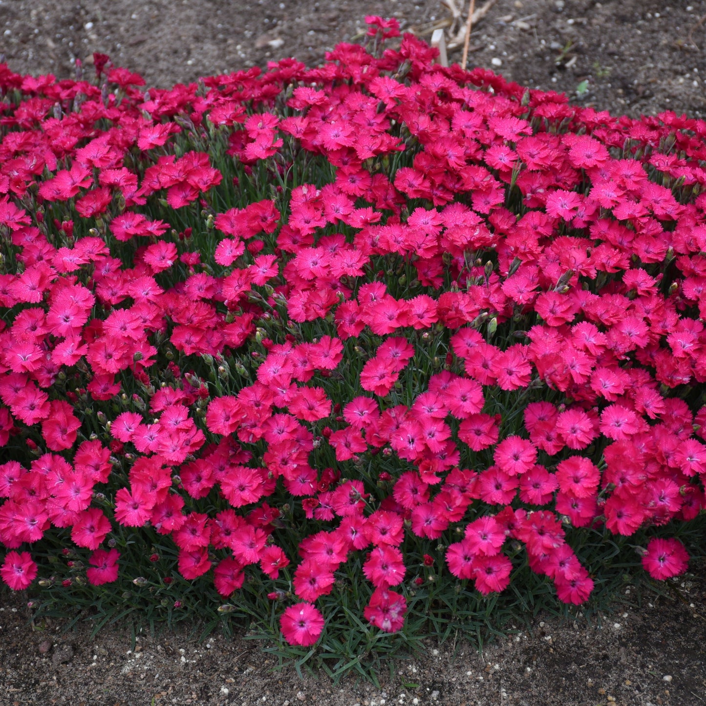 'Paint the Town Red' Pinks (Dianthus hybrid)