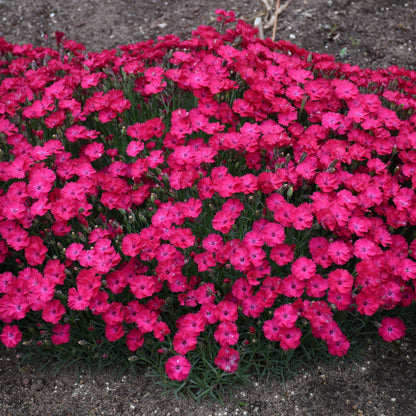 'Paint the Town Red' Pinks (Dianthus hybrid)