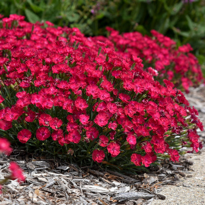 'Paint the Town Red' Pinks (Dianthus hybrid)
