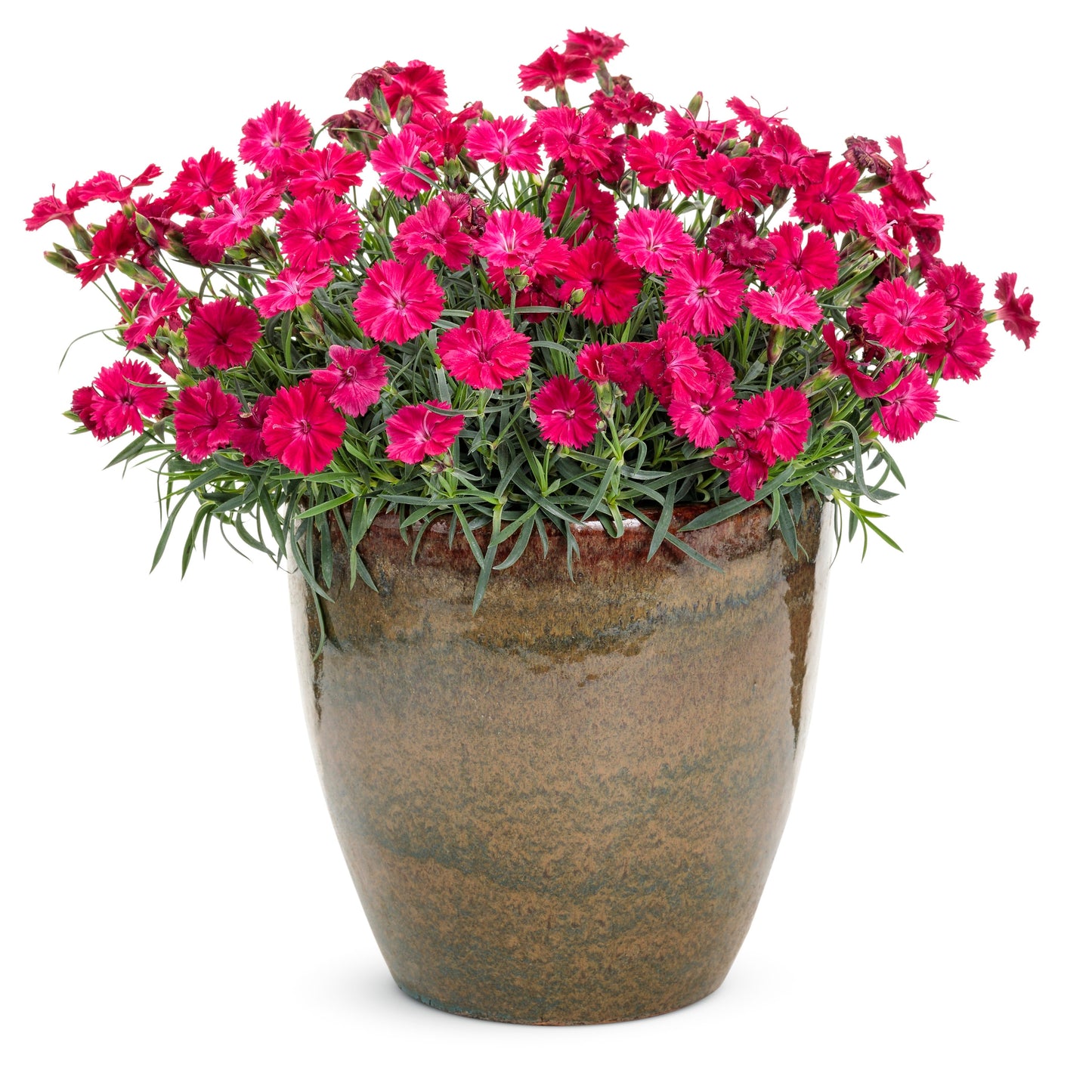 'Paint the Town Red' Pinks (Dianthus hybrid)