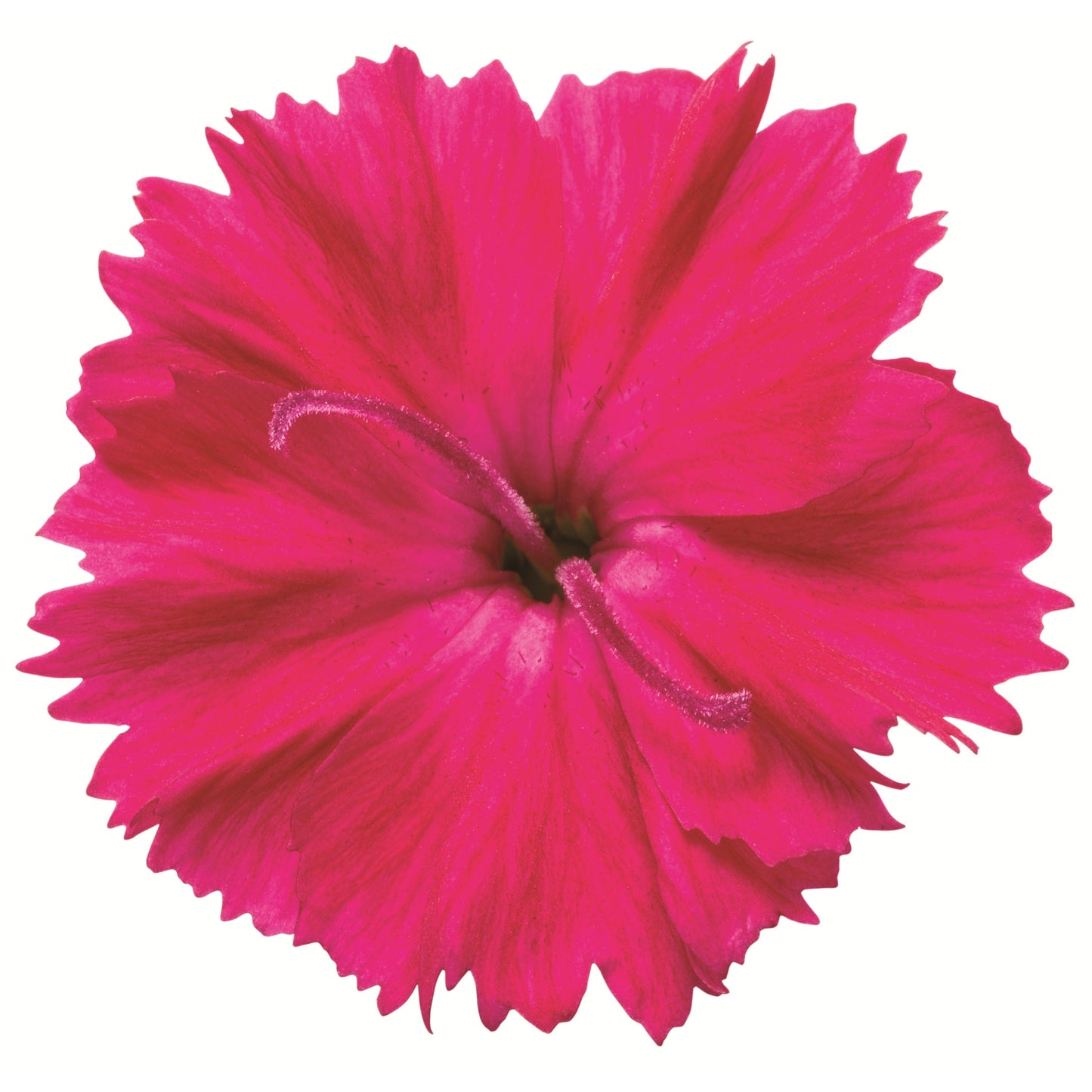 'Paint the Town Red' Pinks (Dianthus hybrid)