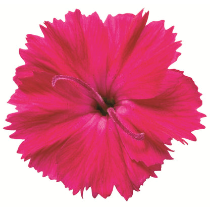 'Paint the Town Red' Pinks (Dianthus hybrid)
