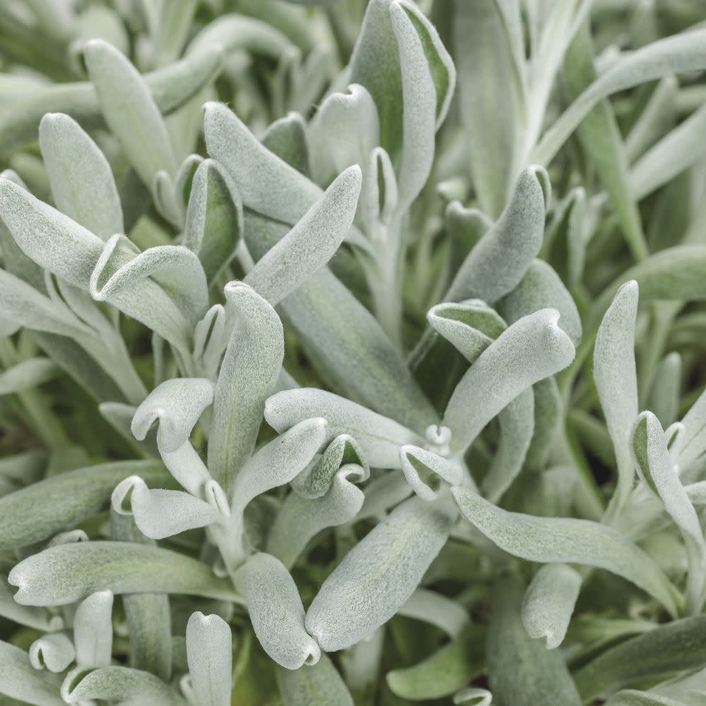 Silver River™ Didelta | Proven Winners® New Variety 2026