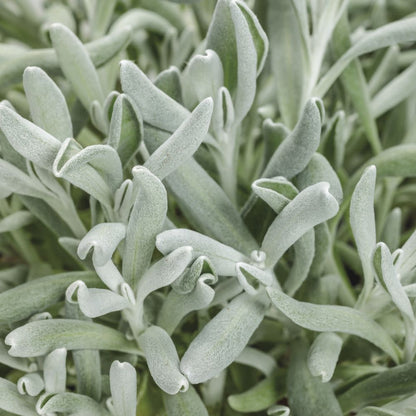 Silver River™ Didelta | Proven Winners® New Variety 2026