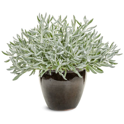 Silver River™ Didelta | Proven Winners® New Variety 2026
