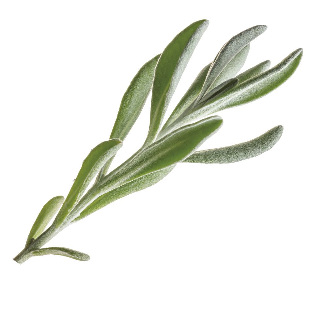 Silver River™ Didelta | Proven Winners® New Variety 2026