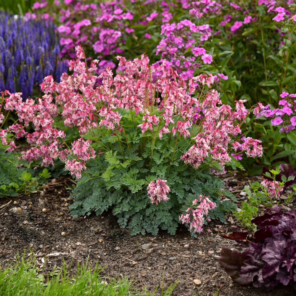 'Pink Diamonds' Fern-leaved Bleeding Heart (Dicentra hybrid)