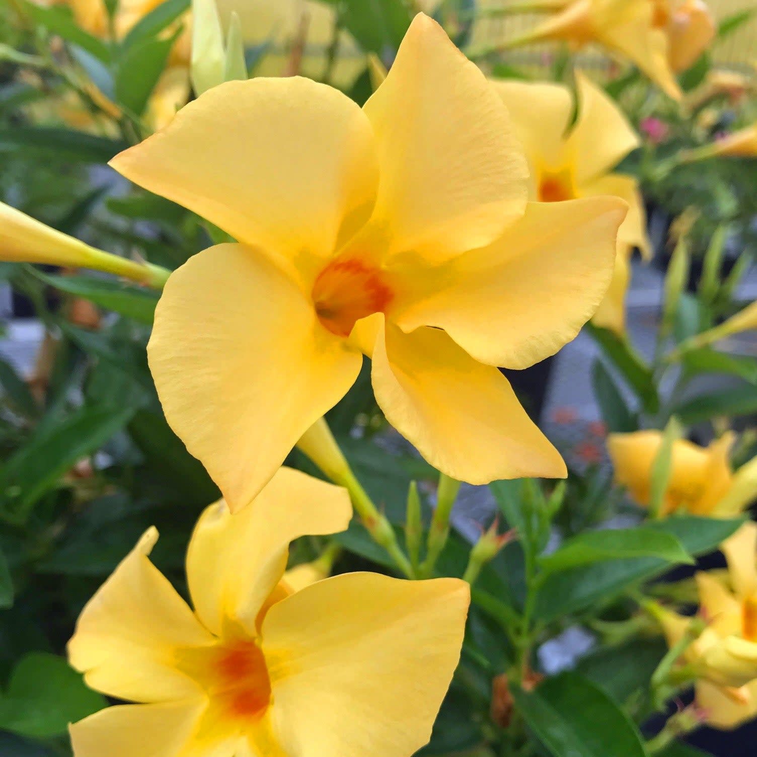 Proven Selections Sun Parasol Original Sunbeam Sun Parasol Original Sunbeam Rocktrumpet up close.