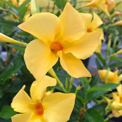 Proven Selections Sun Parasol Original Sunbeam Sun Parasol Original Sunbeam Rocktrumpet up close.