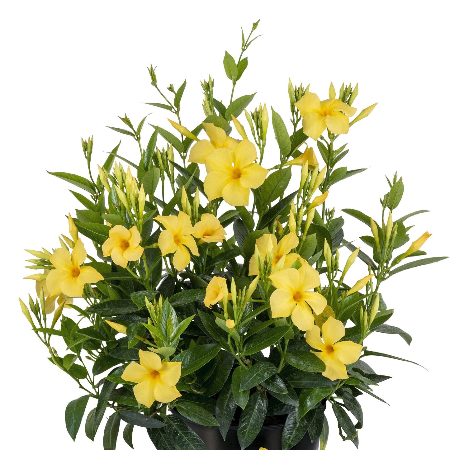 Proven Selections Sun Parasol Original Sunbeam Sun Parasol Original Sunbeam Rocktrumpet in container.