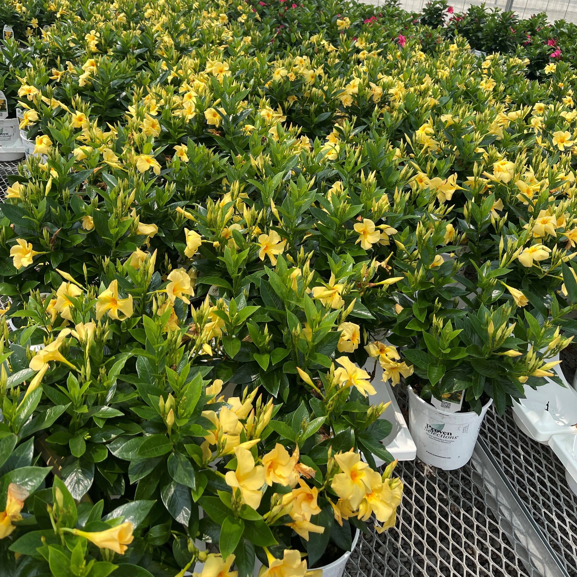 Proven Selections Sun Parasol Original Sunbeam Sun Parasol Original Sunbeam Rocktrumpet in focus.