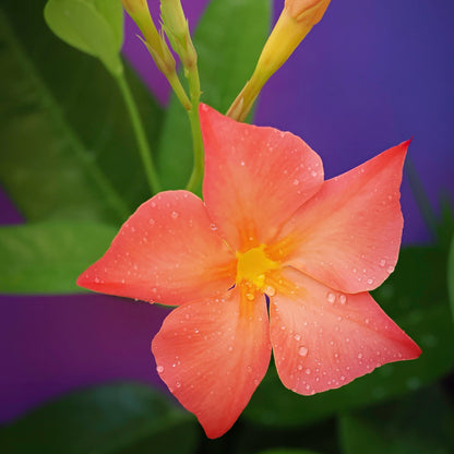 Proven Selections® Sun Parasol® Fired Up Orange Rocktrumpet (Dipladenia hybrid)