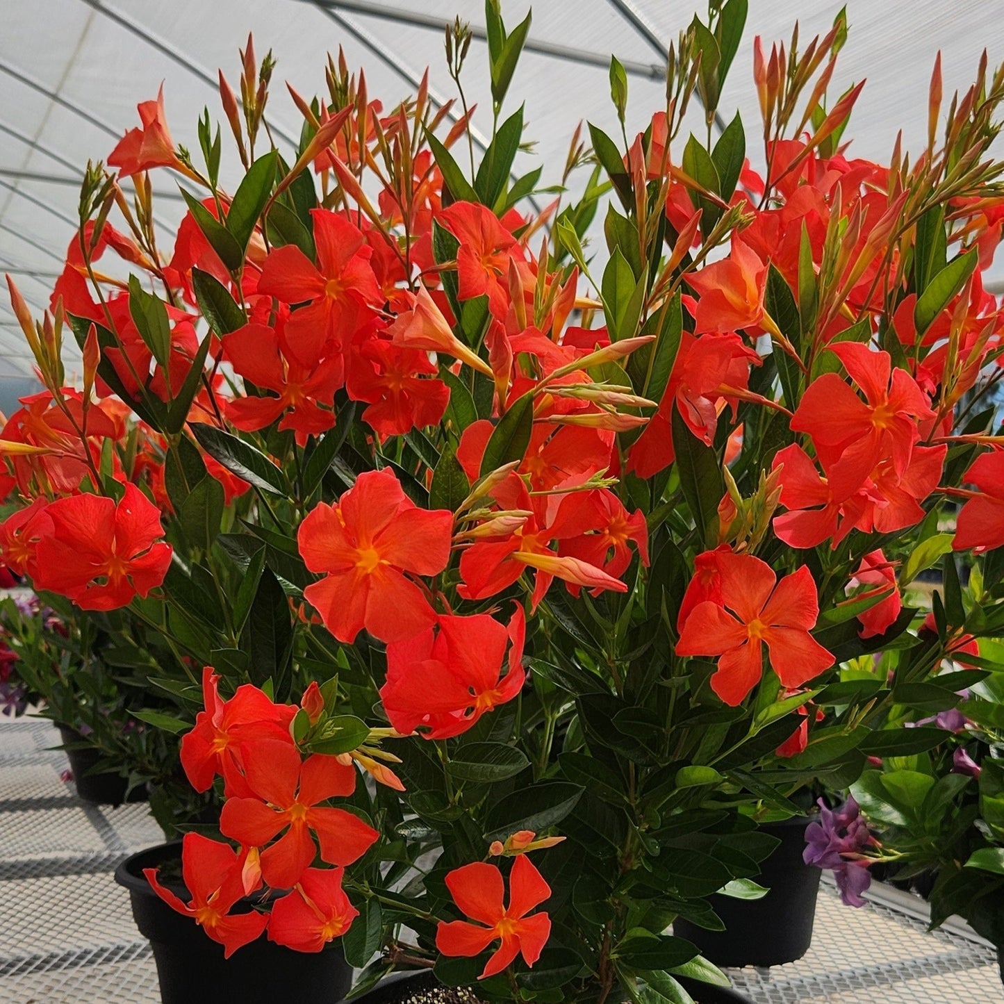 Proven Selections® Sun Parasol® Fired Up Orange Rocktrumpet (Dipladenia hybrid)