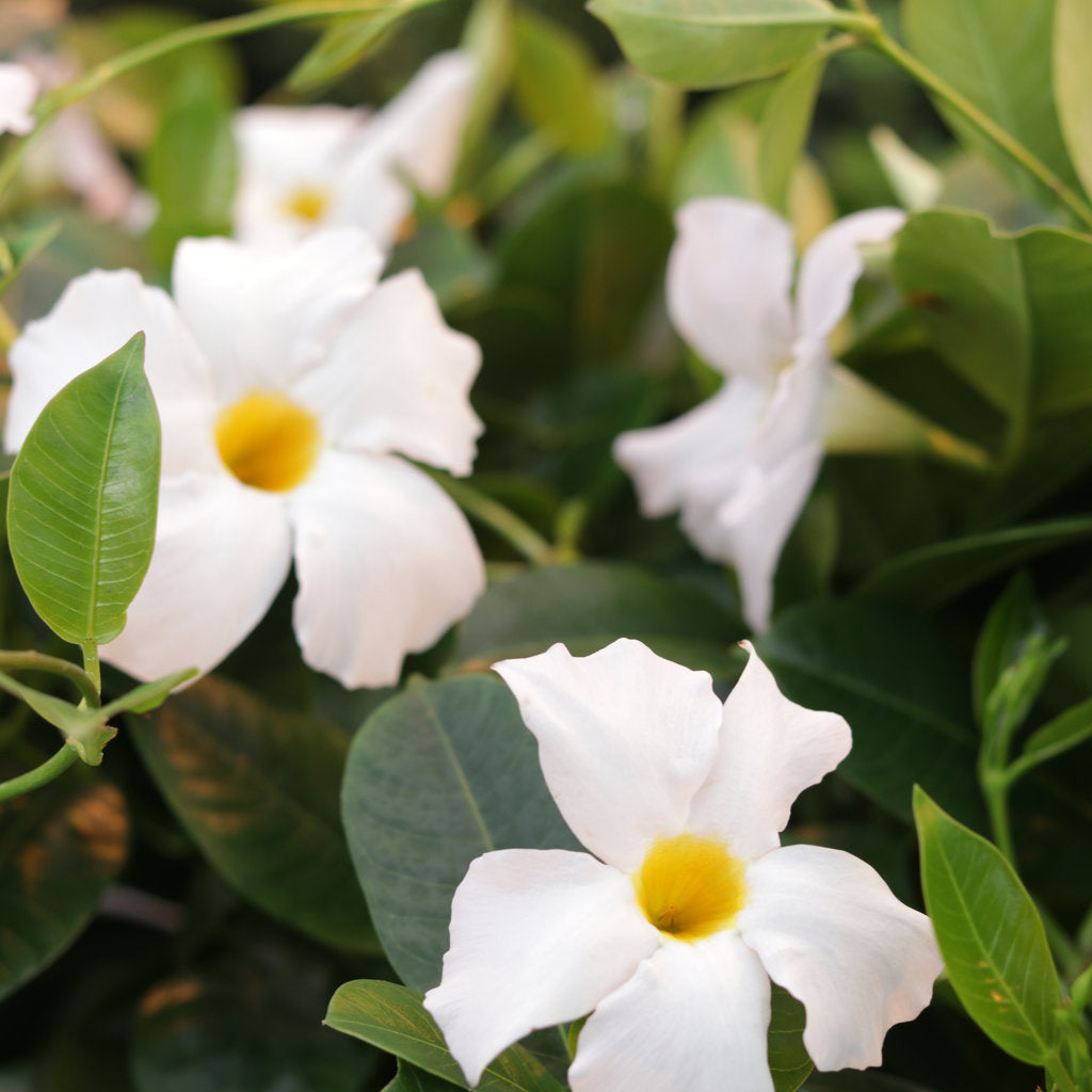 Bombshell White Rocktrumpet up close.