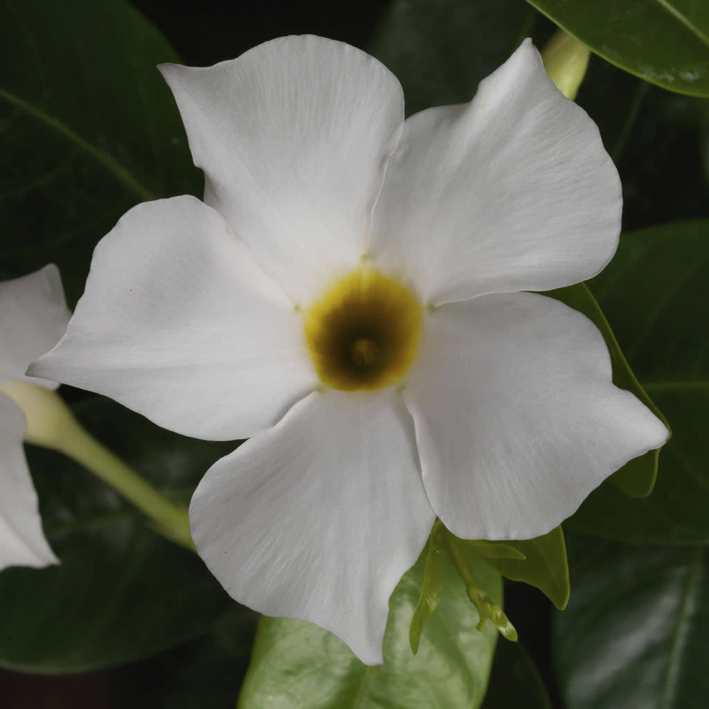 Bombshell White Rocktrumpet up close.