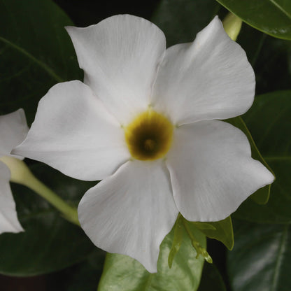 Bombshell White Rocktrumpet up close.