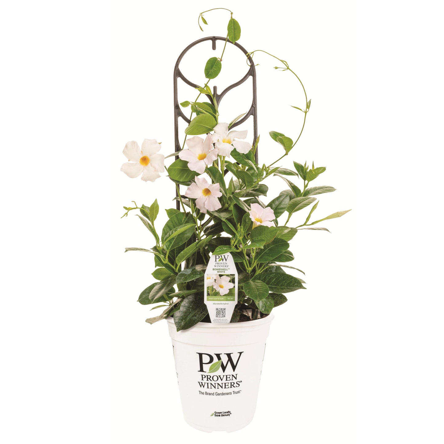 Bombshell® White Rocktrumpet (Mandevilla hybrid)
