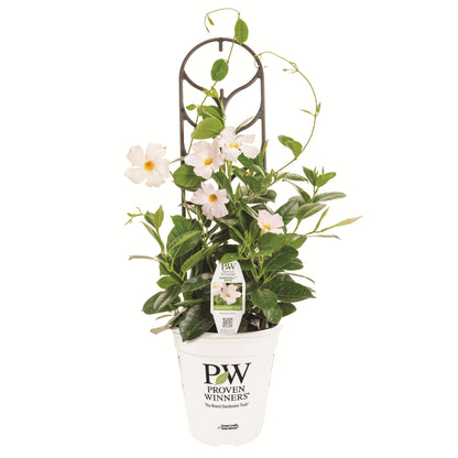 Bombshell® White Rocktrumpet (Mandevilla hybrid)