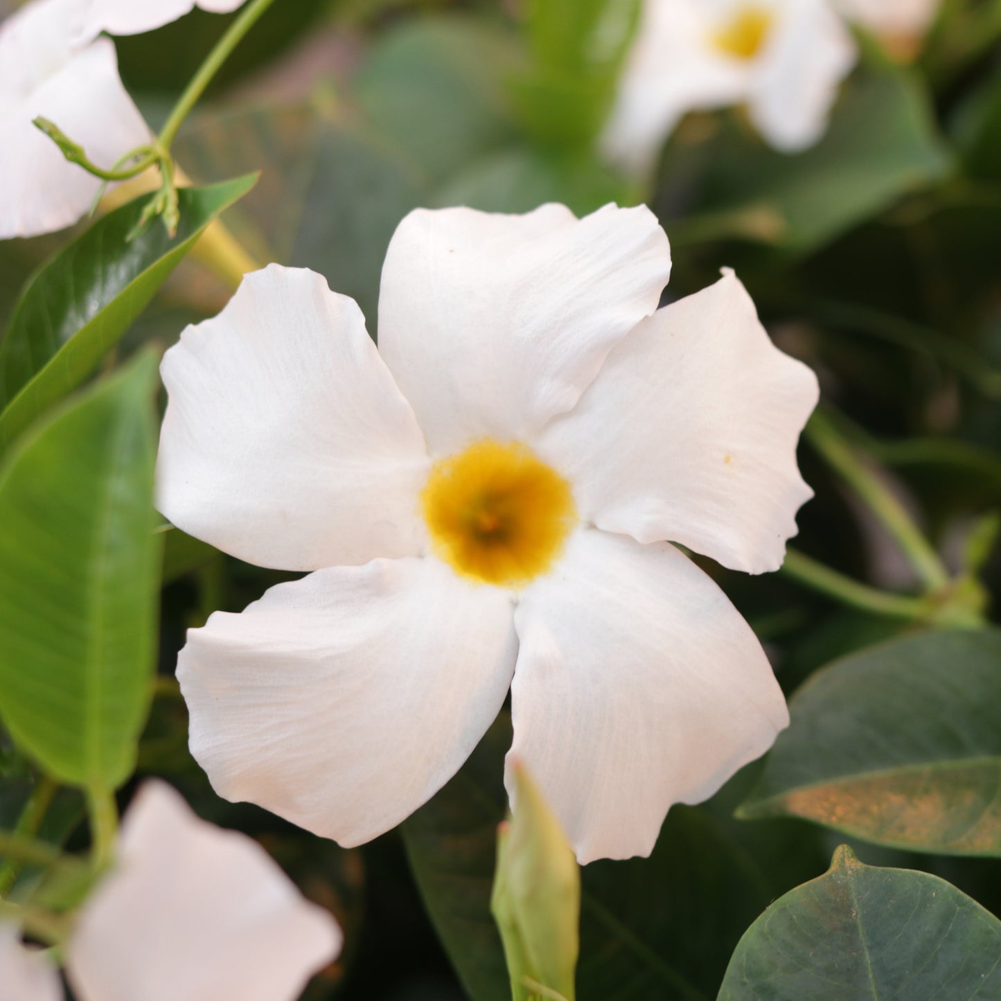 Bombshell® White Rocktrumpet (Mandevilla hybrid)