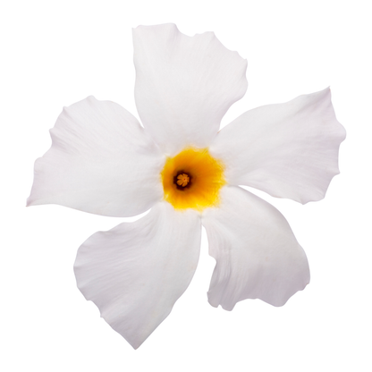 Bombshell® White Rocktrumpet (Mandevilla hybrid)