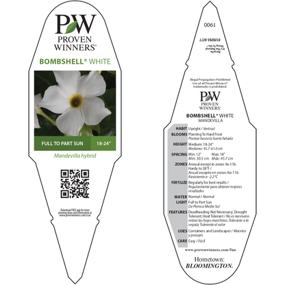 Bombshell® White Rocktrumpet (Mandevilla hybrid)