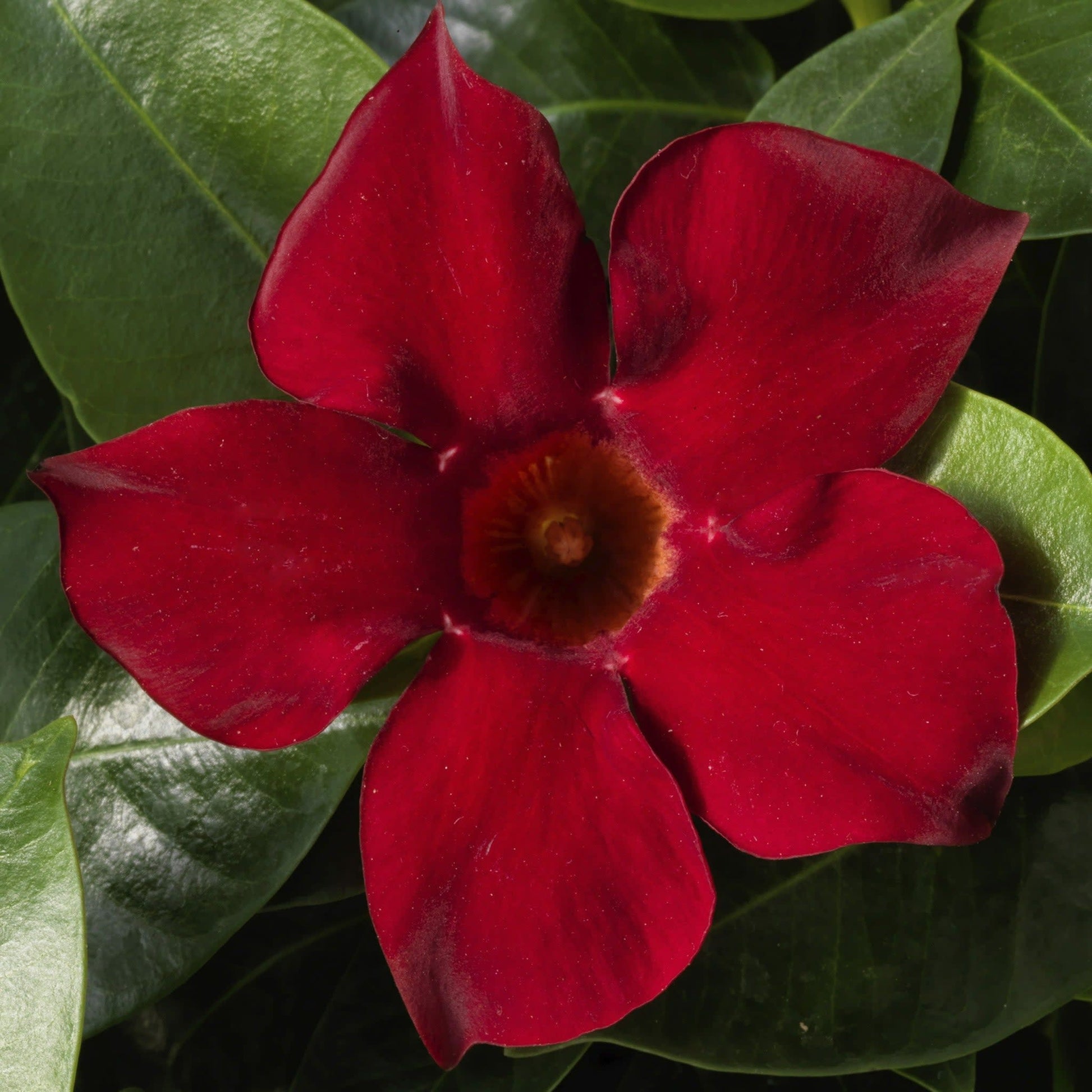 Bombshell Red Rocktrumpet up close.