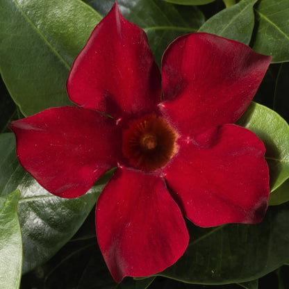 Bombshell Red Rocktrumpet up close.