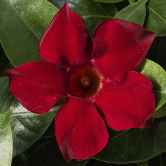 Bombshell Red Rocktrumpet up close.