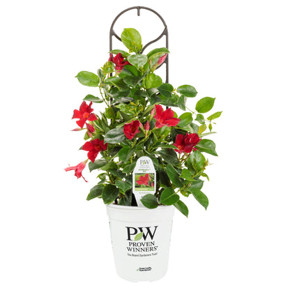 Bombshell® Red Rocktrumpet (Mandevilla hybrid)