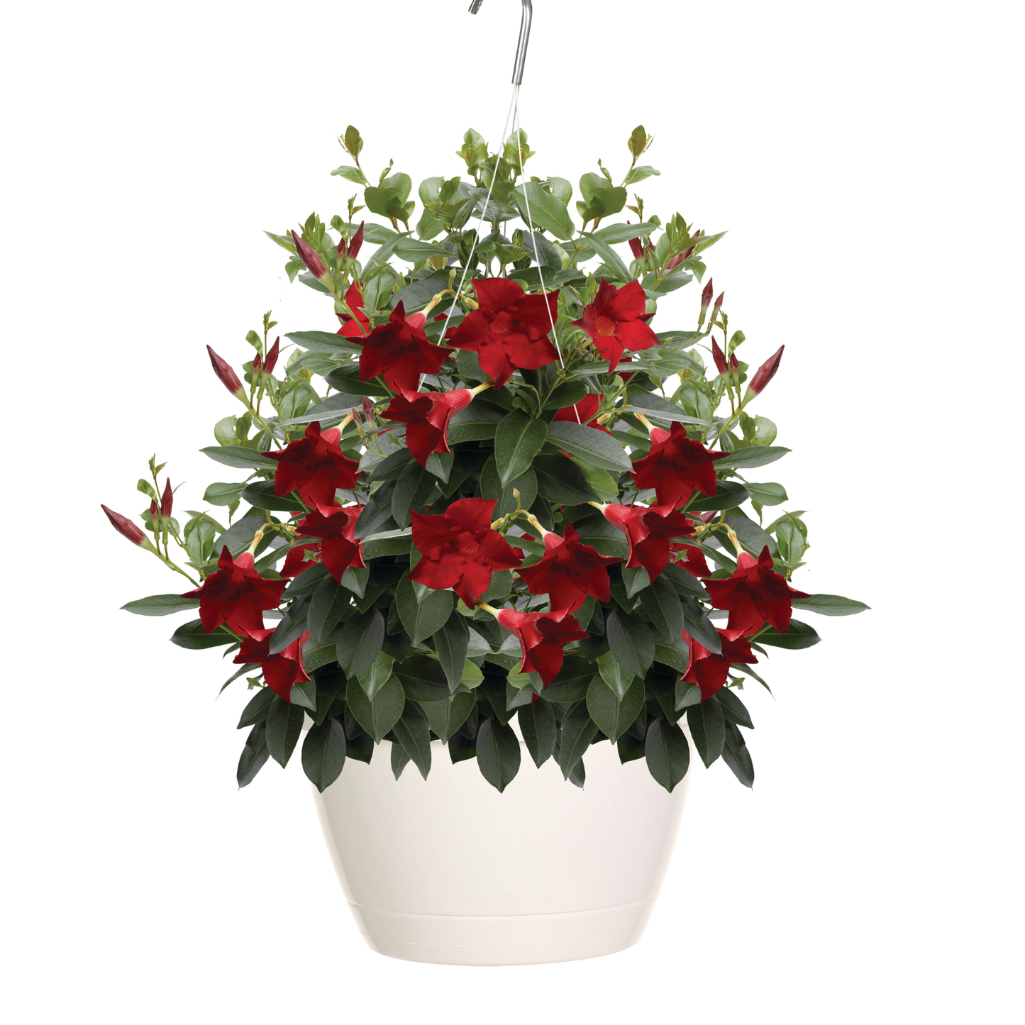 Bombshell® Red Rocktrumpet (Mandevilla hybrid)