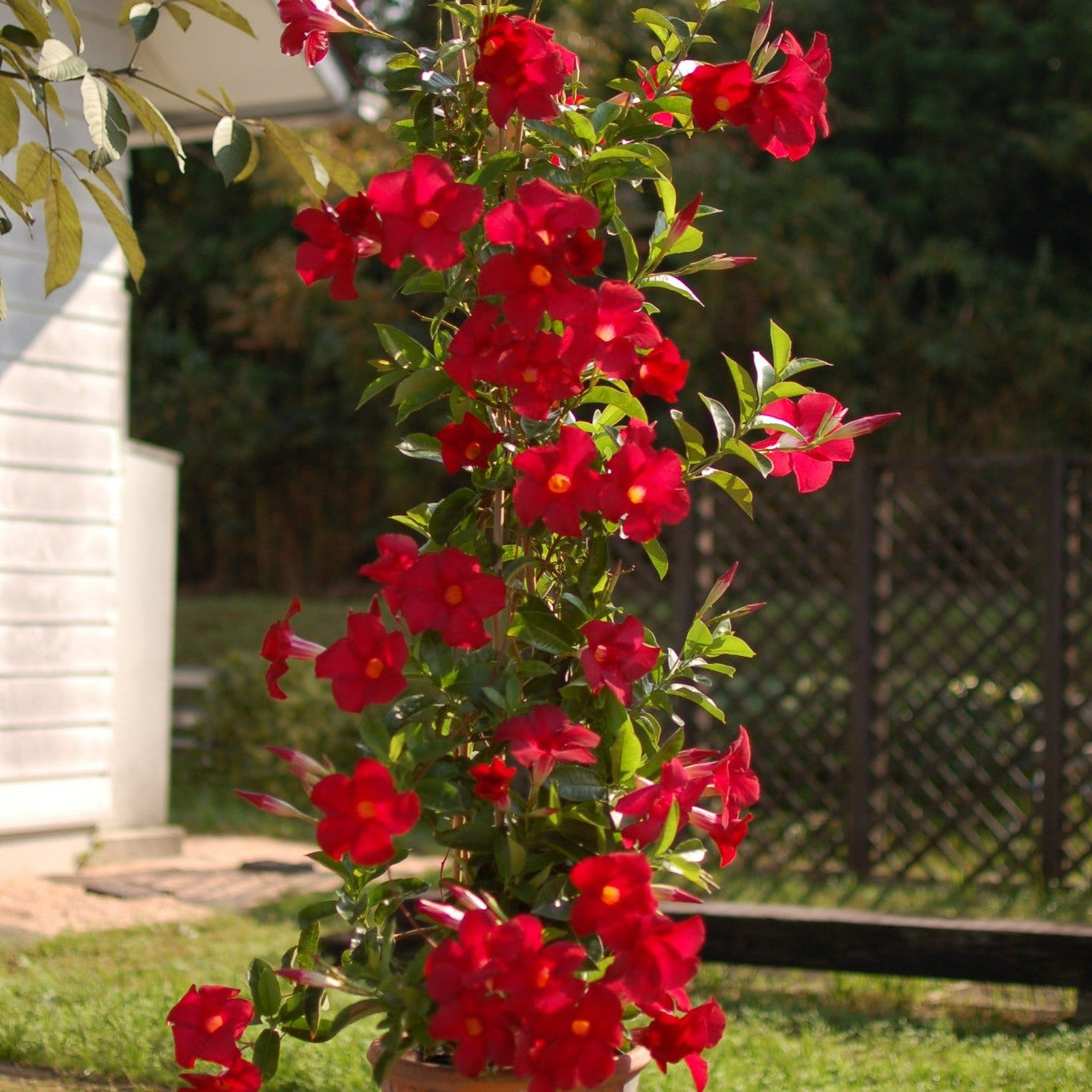 Bombshell Red Rocktrumpet in use.