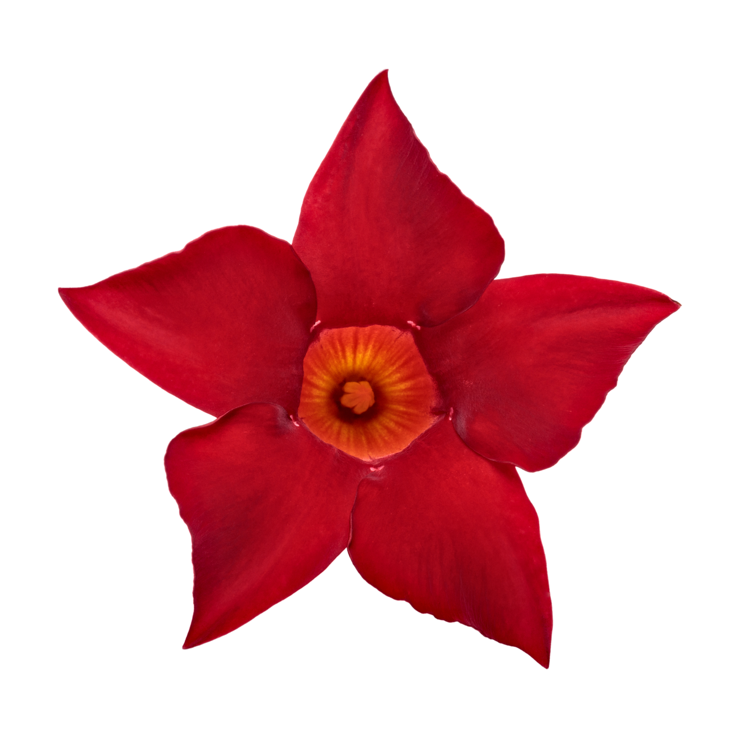 Bombshell® Red Rocktrumpet (Mandevilla hybrid)