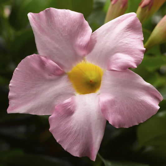 Bombshell Pink Rocktrumpet up close.