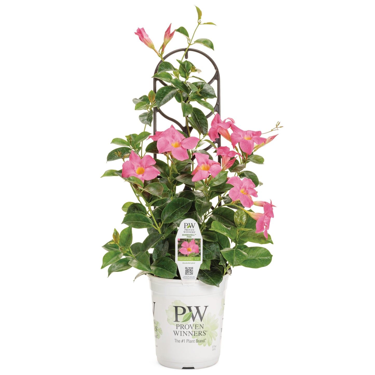 Bombshell® Pink Rocktrumpet (Mandevilla hybrid)