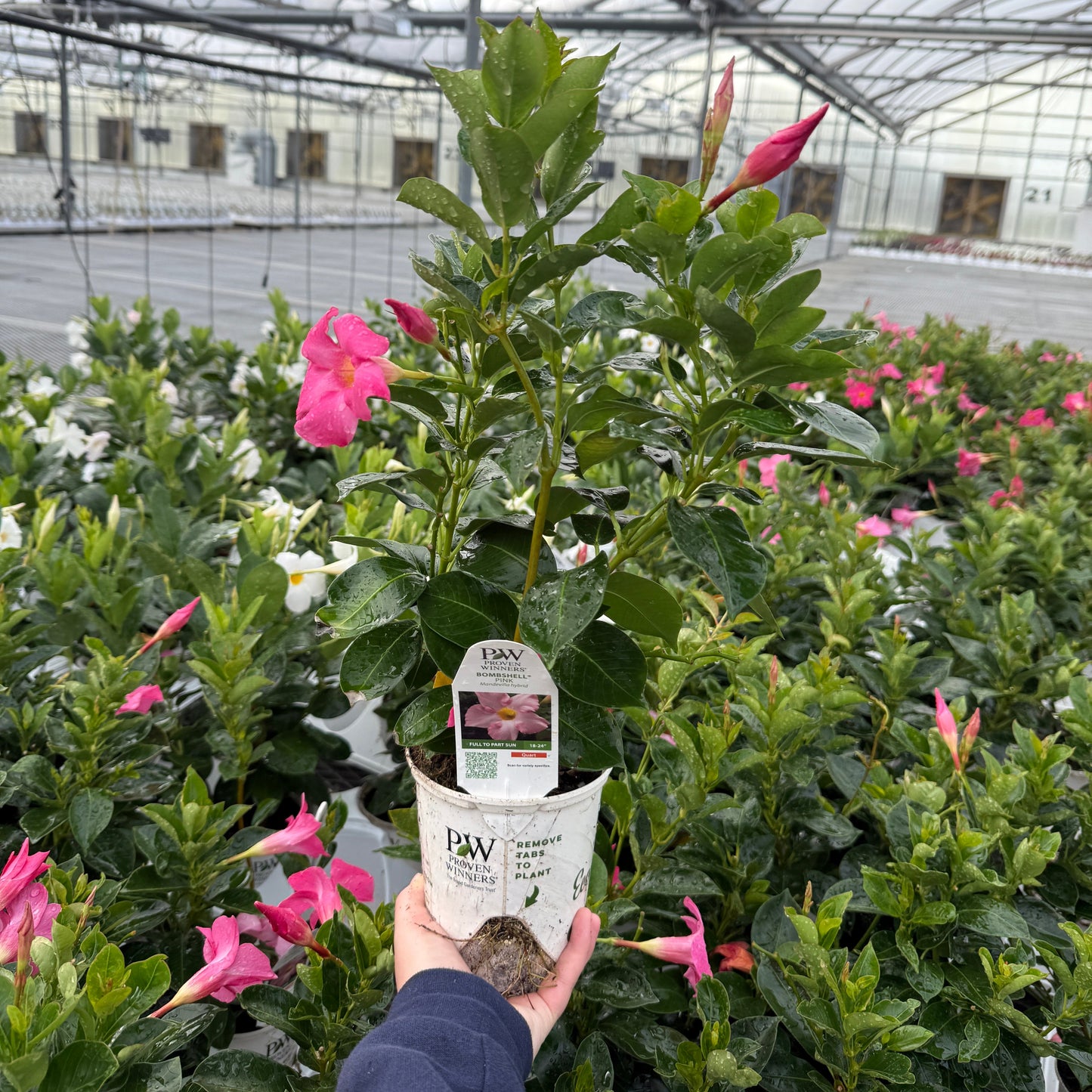 Bombshell® Pink Rocktrumpet (Mandevilla hybrid)