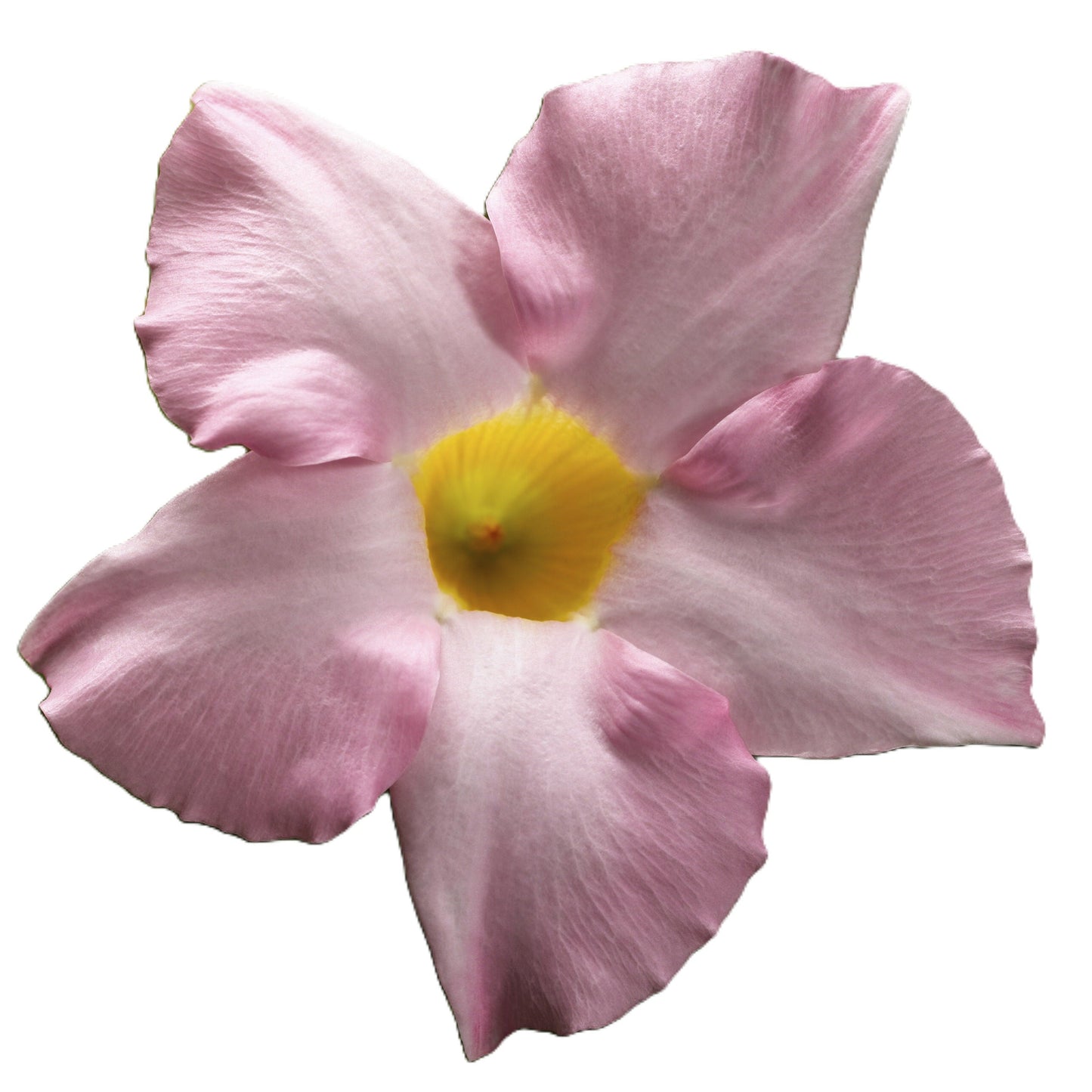Bombshell® Pink Rocktrumpet (Mandevilla hybrid)