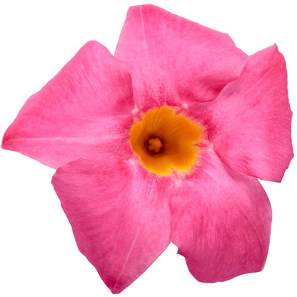Bombshell® Pink Rocktrumpet (Mandevilla hybrid)