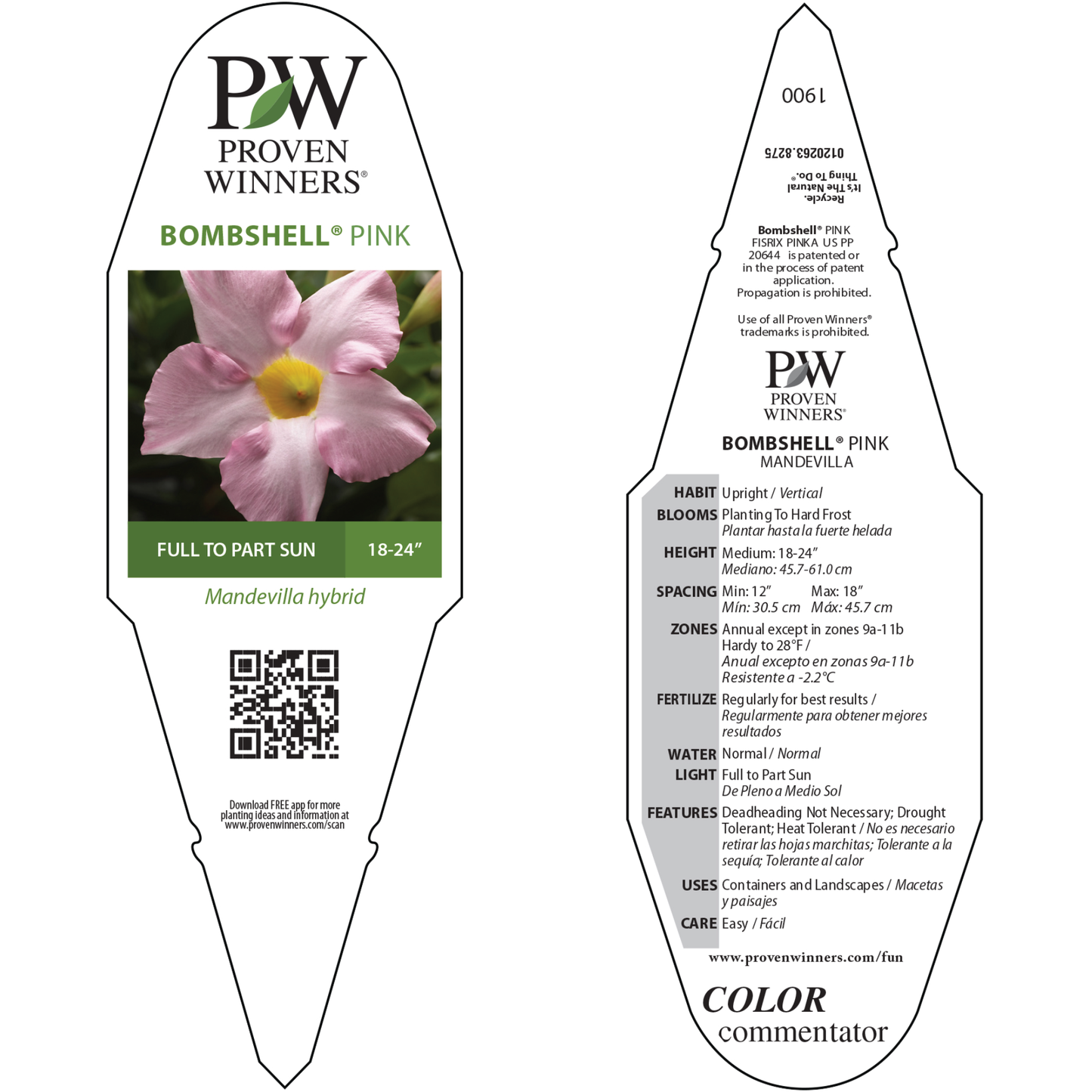 Bombshell® Pink Rocktrumpet (Mandevilla hybrid)