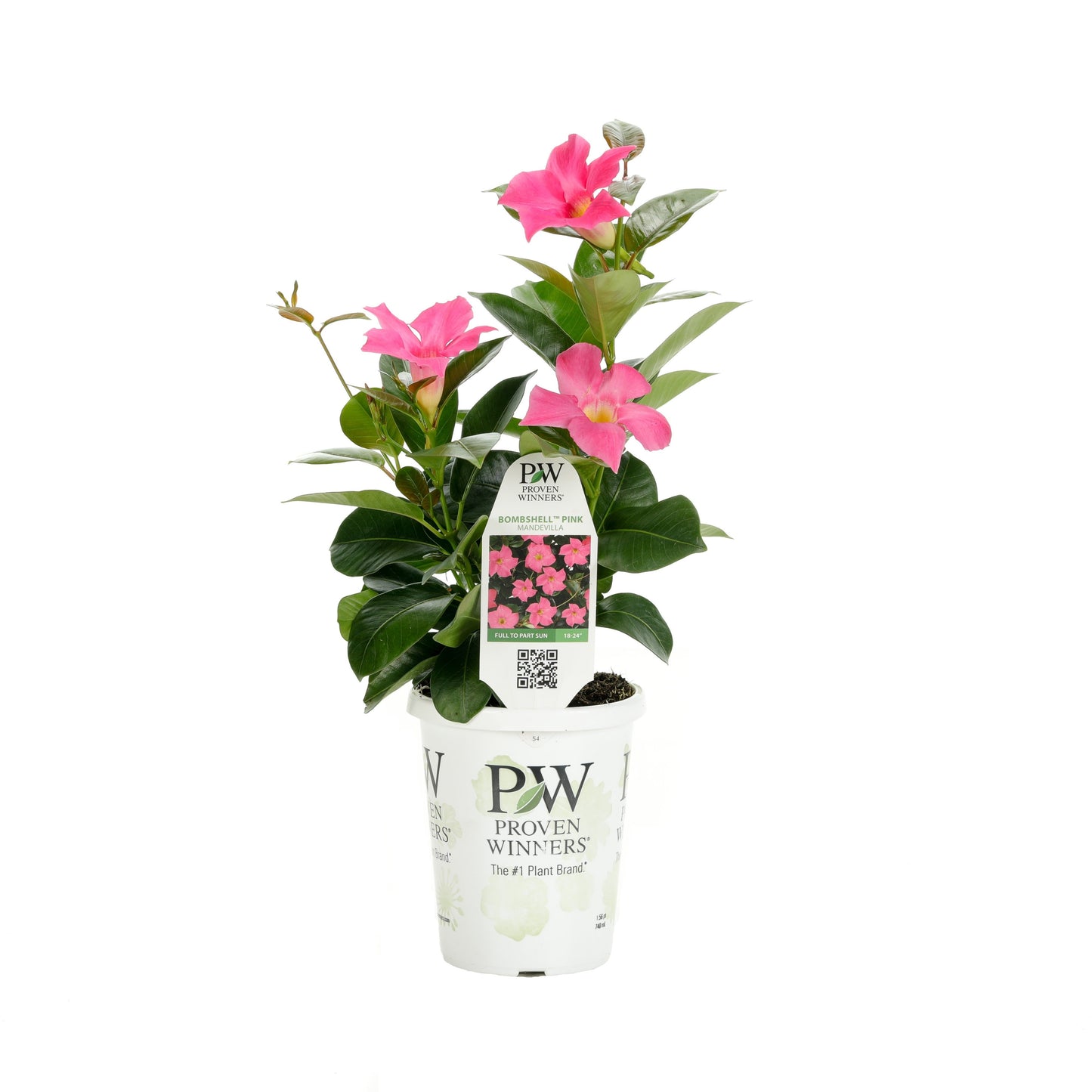 Bombshell® Pink Rocktrumpet (Mandevilla hybrid)