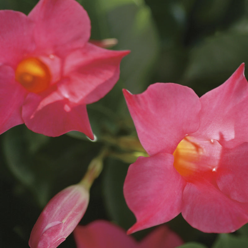 Bombshell Coral Pink Rocktrumpet up close.