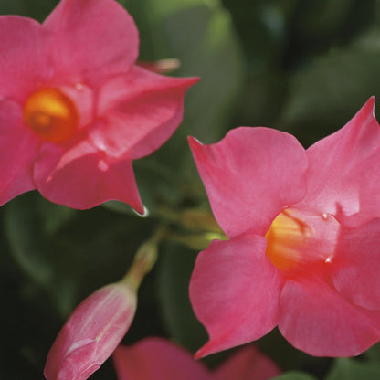 Bombshell Coral Pink Rocktrumpet up close.