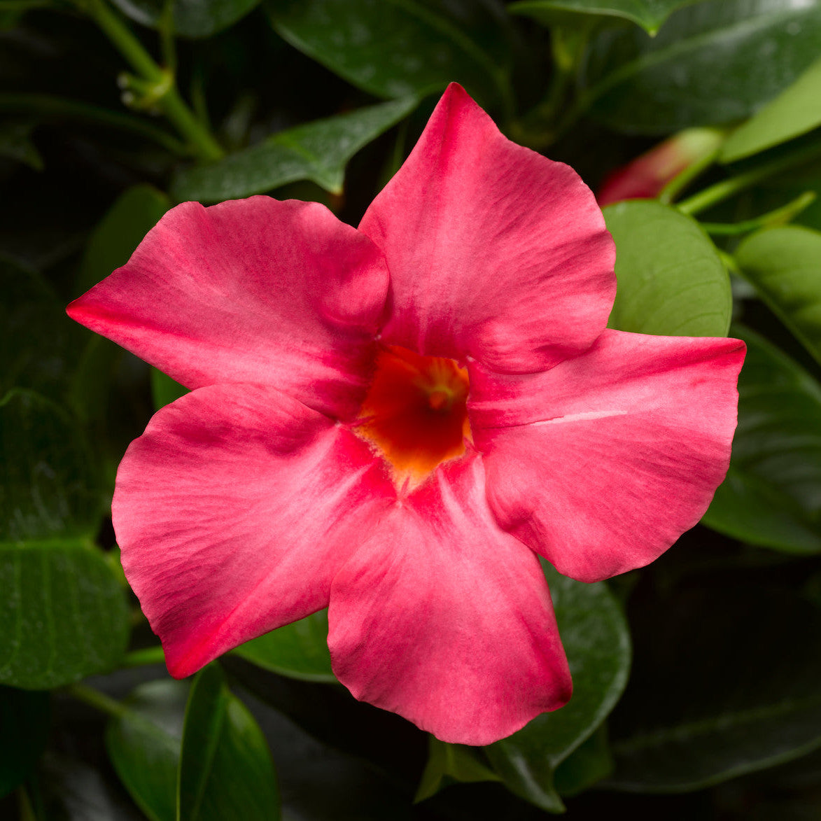 Bombshell Coral Pink Rocktrumpet up close.