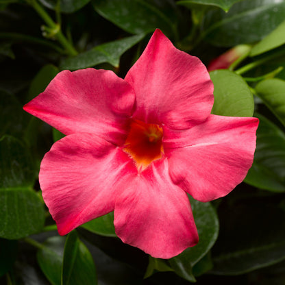 Bombshell Coral Pink Rocktrumpet up close.