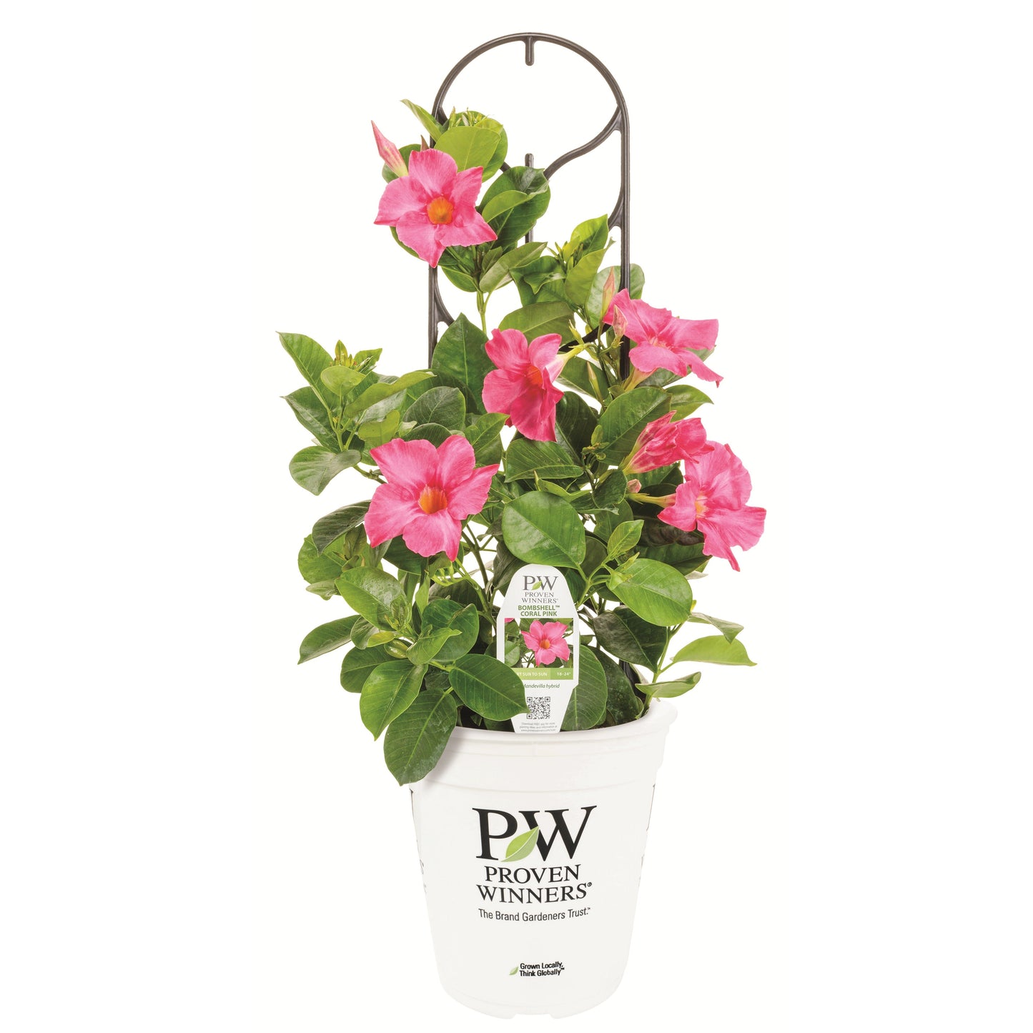 Bombshell® Coral Pink Rocktrumpet (Mandevilla hybrid)