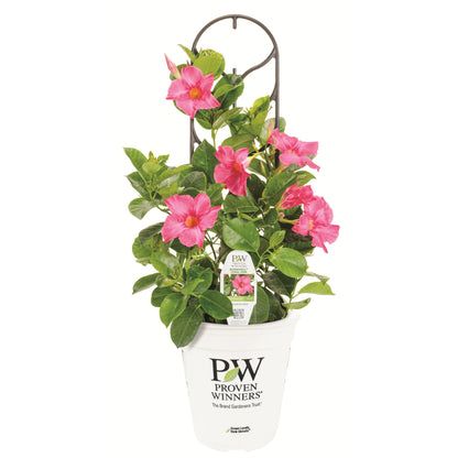 Bombshell® Coral Pink Rocktrumpet (Mandevilla hybrid)